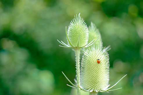 Pflanzen mit Marienkäfer im Garten