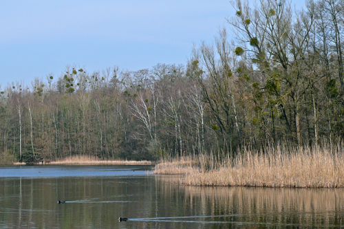 Pingsdorfer See Brühl